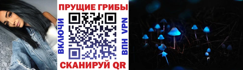 blacksprut tor  Фролово  Галлюциногенные грибы Psilocybine cubensis 